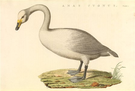 Nederlandsche vogelen (KB) - Cygnus cygnus (490b)