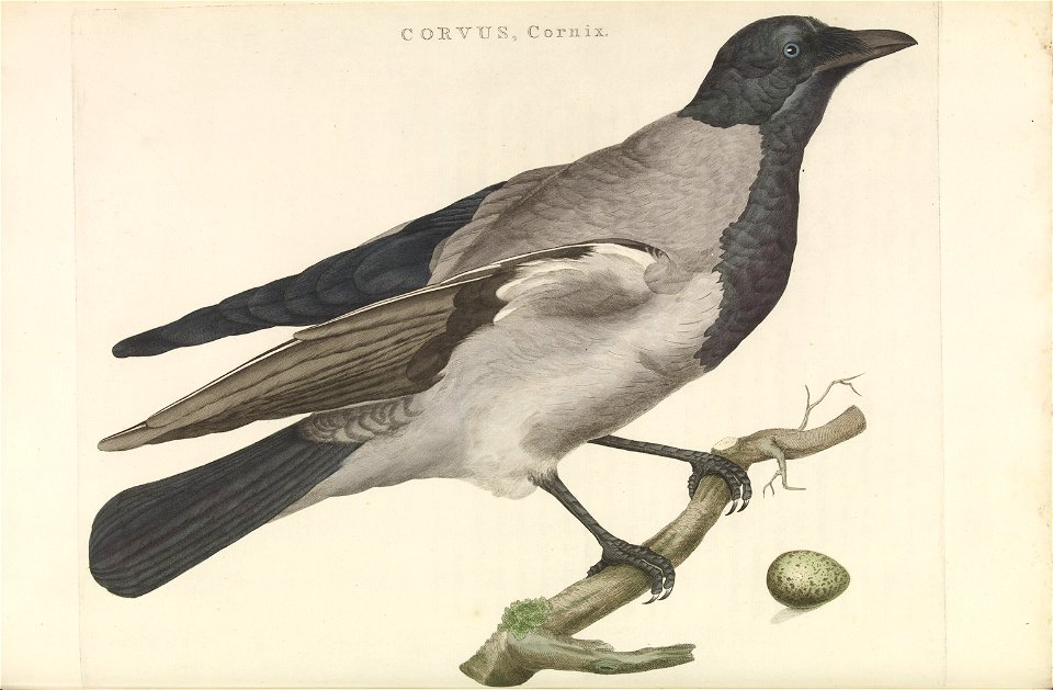 Nederlandsche vogelen (KB) - Corvus cornix (205pl)