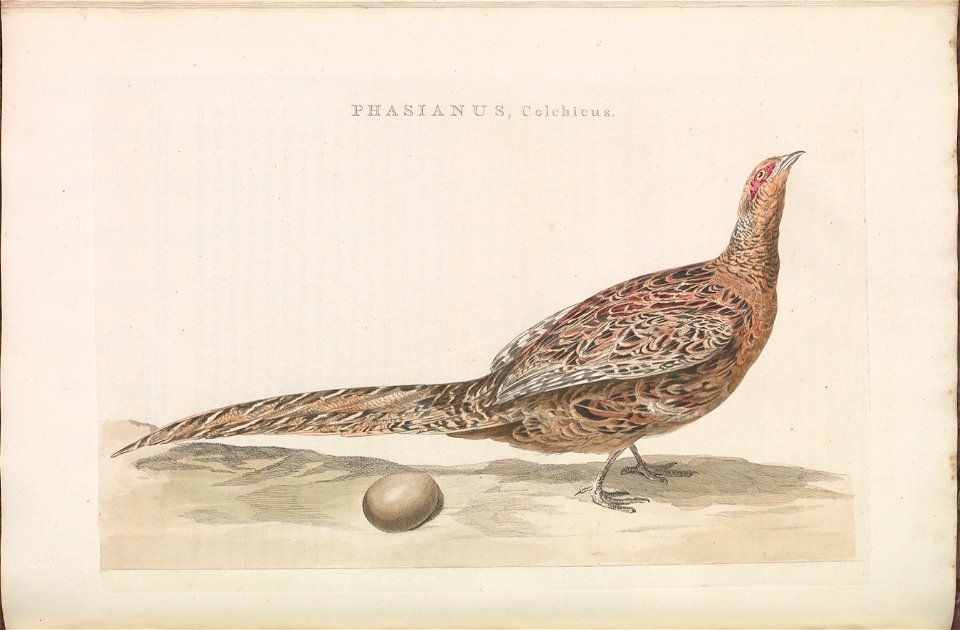 Nederlandsche vogelen (KB) - Phasianus colchicus (160b)