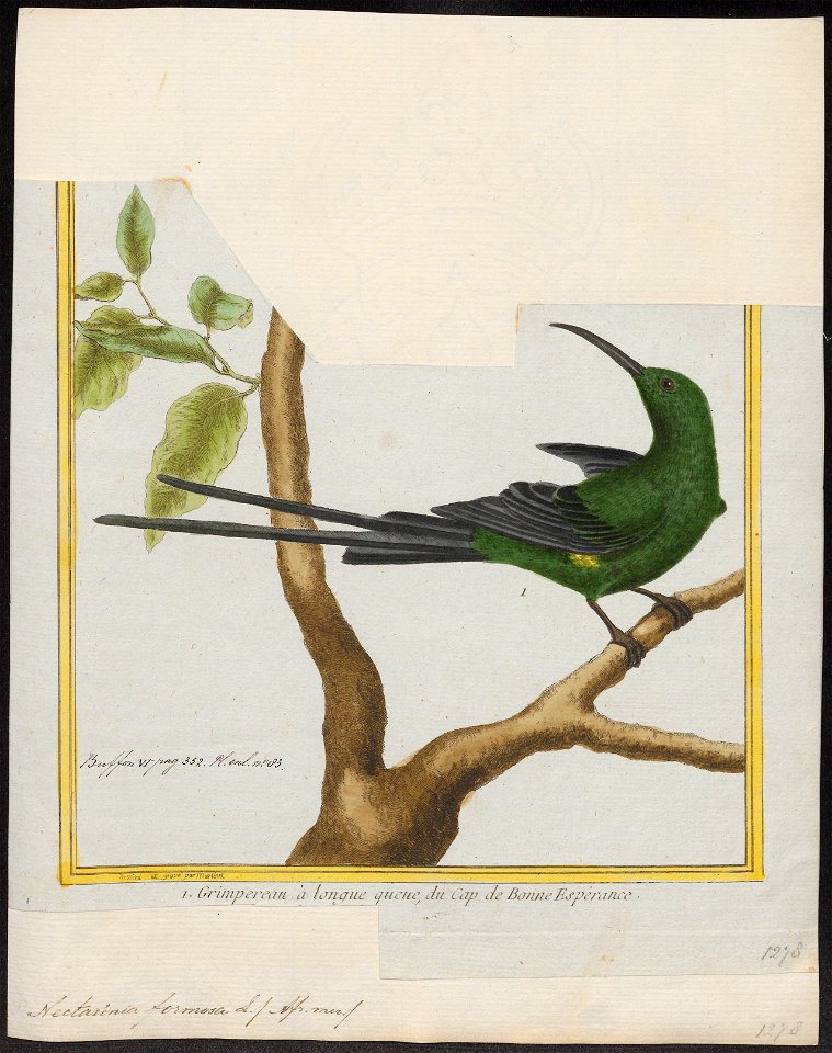 Nectarinia famosa - 1700-1880 - Print - Iconographia Zoologica - Special Collections University of Amsterdam - UBA01 IZ19000003