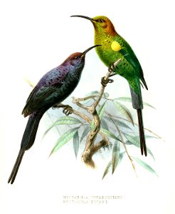 Nectarinia famosa cupreonitens Keulemans