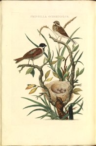 Nederlandsche vogelen (KB) - Emberiza schoeniclus (080b)