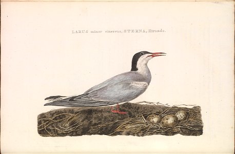 Nederlandsche vogelen (KB) - Sterna hirundo (104b)