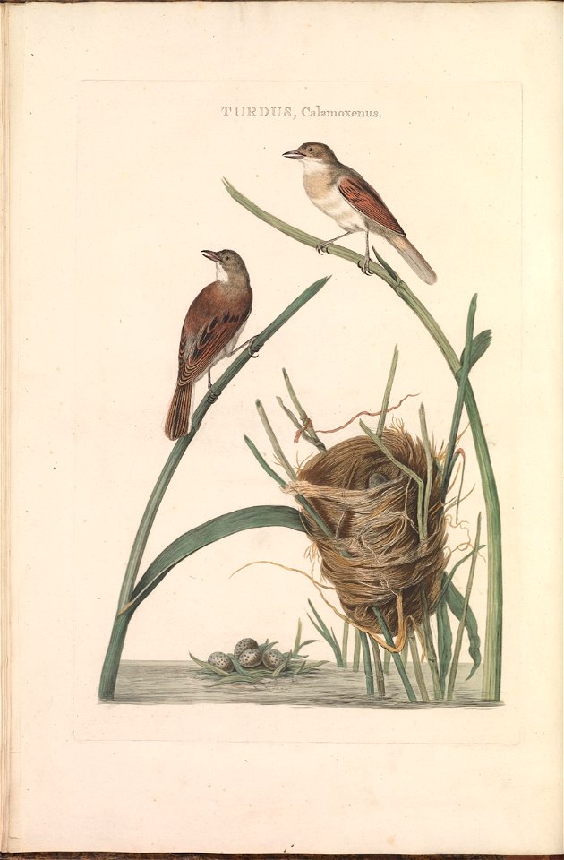 Nederlandsche vogelen (KB) - Sylvia communis (096b)