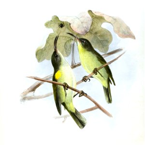 Nectarinia olivacea obscura Keulemans