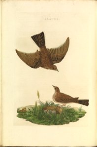 Nederlandsche vogelen (KB) - Alauda arvensis (026b). Free illustration for personal and commercial use.