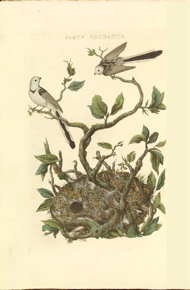 Nederlandsche vogelen (KB) - Aegithalos caudatus (048b)
