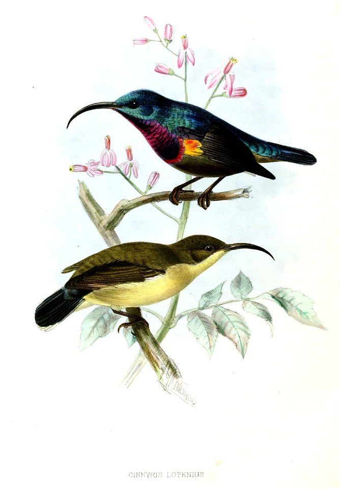 Nectarinia lotenia Keulemans