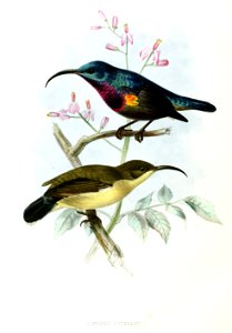 Nectarinia lotenia Keulemans