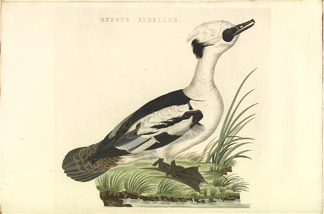 Nederlandsche vogelen (KB) - Mergellus albellus (362b)