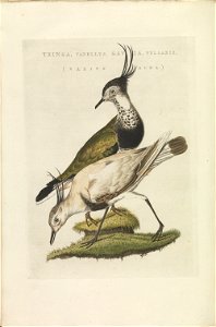 Nederlandsche vogelen (KB) - Vanellus vanellus (370b)