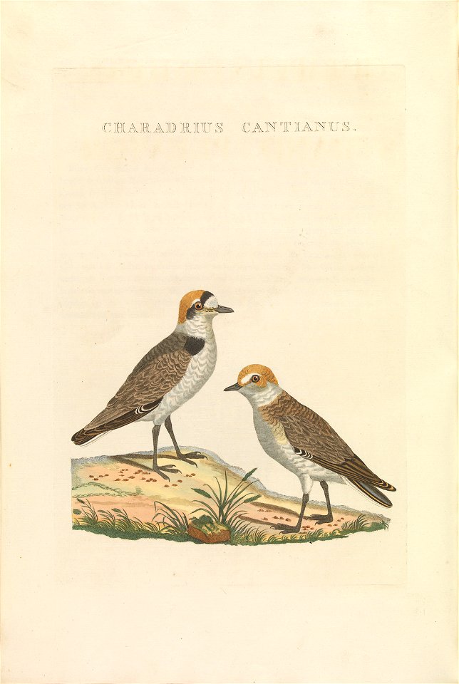 Nederlandsche vogelen (KB) - Charadrius alexandrinus (470b)