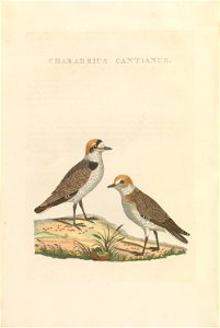 Nederlandsche vogelen (KB) - Charadrius alexandrinus (470b)