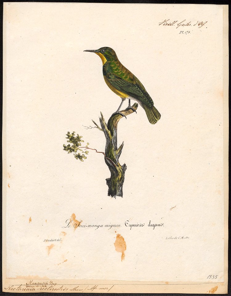Nectarinia rectirostris - 1825-1834 - Print - Iconographia Zoologica - Special Collections University of Amsterdam - UBA01 IZ19000115