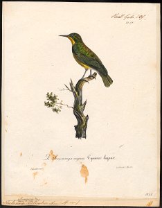 Nectarinia rectirostris - 1825-1834 - Print - Iconographia Zoologica - Special Collections University of Amsterdam - UBA01 IZ19000115