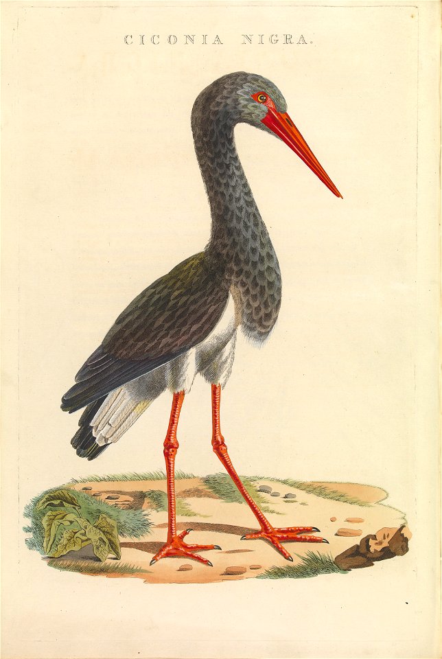 Nederlandsche vogelen (KB) - Ciconia nigra (458b)