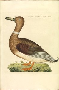 Nederlandsche vogelen (KB) - Anas platyrhynchos (364b). Free illustration for personal and commercial use.