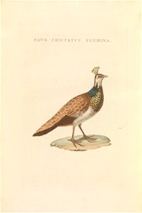 Nederlandsche vogelen (KB) - Pavo cristatus (482b)