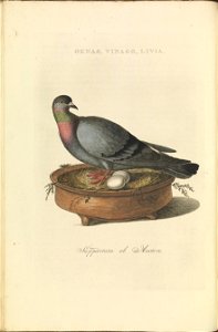Nederlandsche vogelen (KB) - Columba livia (012b)