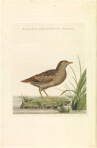 Nederlandsche vogelen (KB) - Porzana porzana (voor263). Free illustration for personal and commercial use.