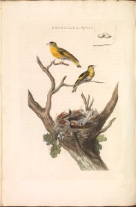Nederlandsche vogelen (KB) - Spinus spinus (134b)