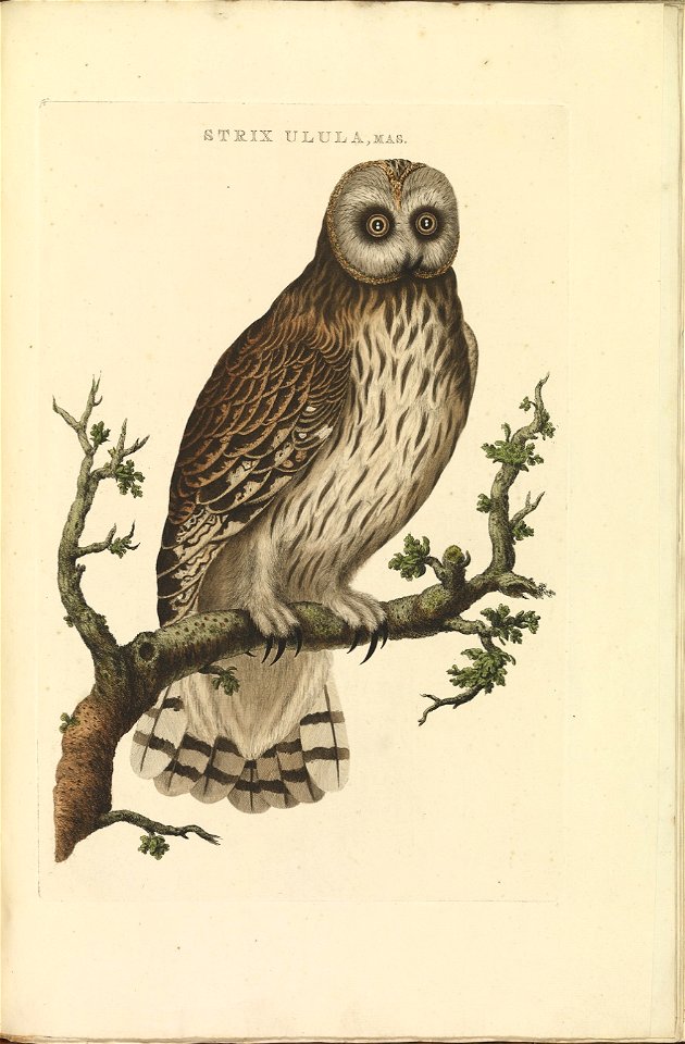 Nederlandsche vogelen (KB) - Asio flammeus (064a)