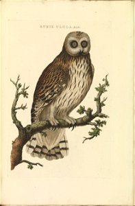 Nederlandsche vogelen (KB) - Asio flammeus (064a)