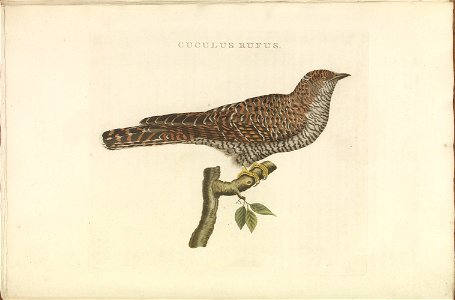 Nederlandsche vogelen (KB) - Cuculus canorus (326b)