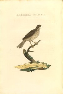 Nederlandsche vogelen (KB) - Emberiza calandra (436b)