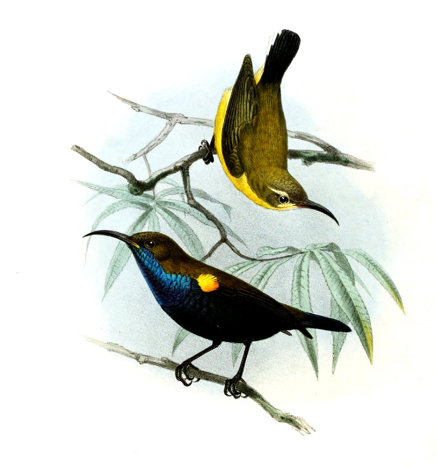 Nectarinia jugularis (zenobia) buruensis Keulemans