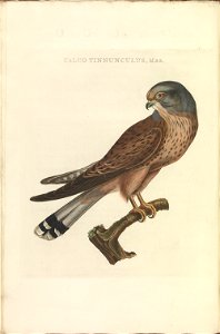 Nederlandsche vogelen (KB) - Falco tinnunculus (306b)