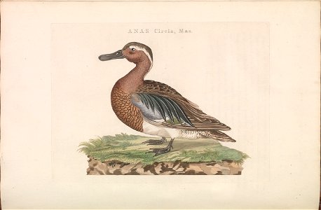 Nederlandsche vogelen (KB) - Anas querquedula (180b)