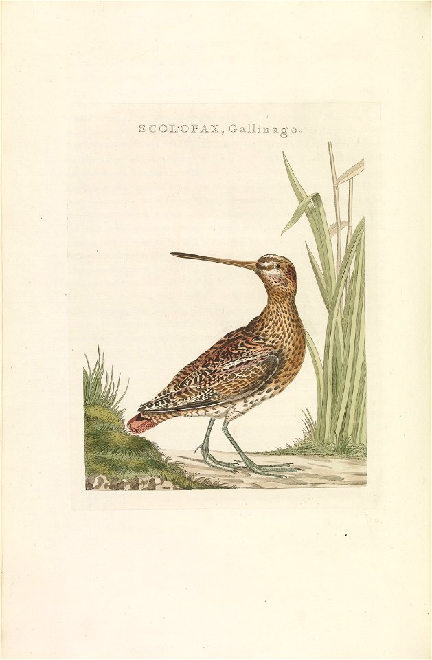 Nederlandsche vogelen (KB) - Gallinago gallinago (233pl)