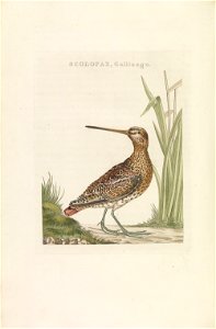 Nederlandsche vogelen (KB) - Gallinago gallinago (233pl)