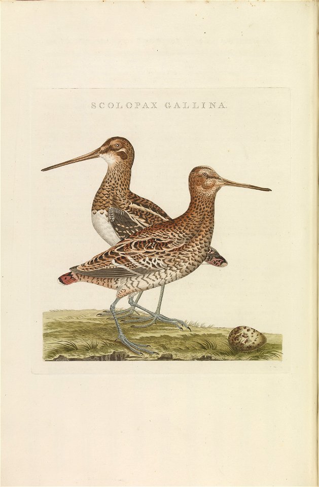 Nederlandsche vogelen (KB) - Gallinago media (247pl)