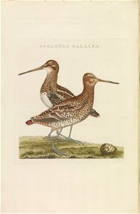 Nederlandsche vogelen (KB) - Gallinago media (247pl)