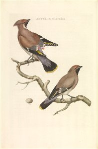 Nederlandsche vogelen (KB) - Bombycilla garrulus (201pl)