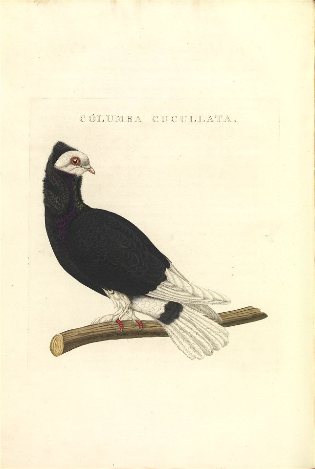 Nederlandsche vogelen (KB) - Columba livia (414b)