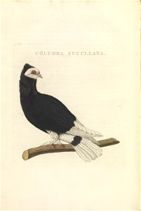 Nederlandsche vogelen (KB) - Columba livia (414b)