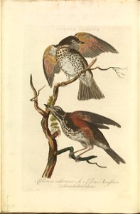 Nederlandsche vogelen (KB) - Turdus iliacus (020b)