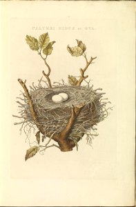 Nederlandsche vogelen (KB) - Columba palumbus (010a)