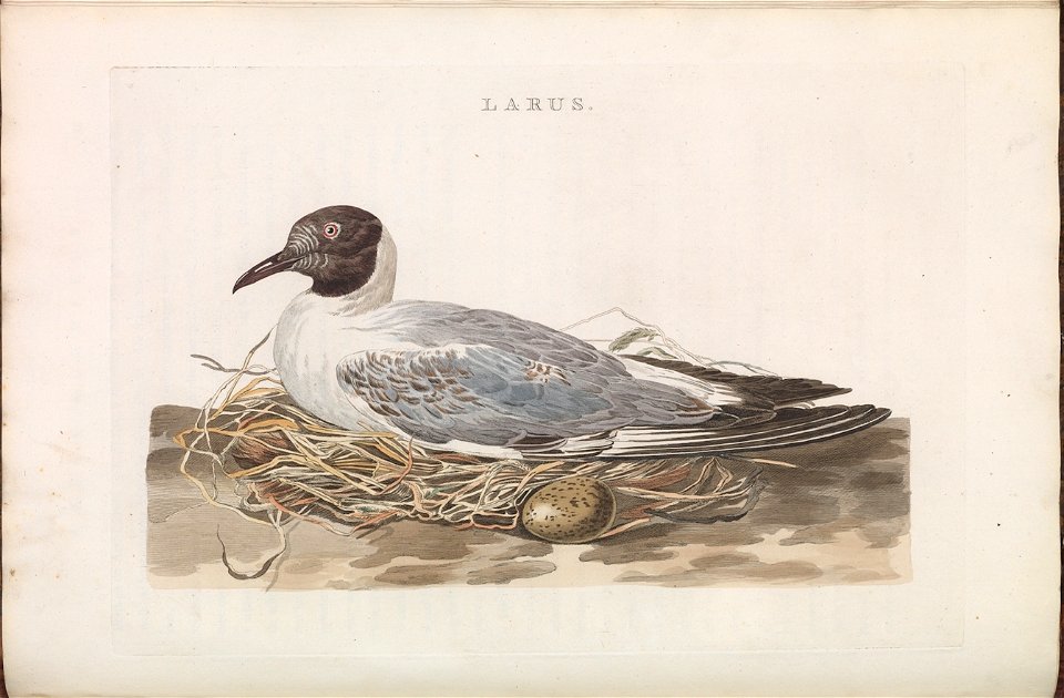Nederlandsche vogelen (KB) - Chroicocephalus ridibundus (154b)