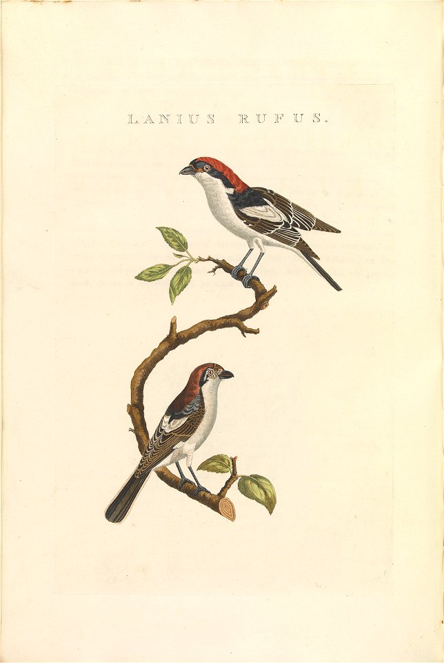 Nederlandsche vogelen (KB) - Lanius senator (468b)
