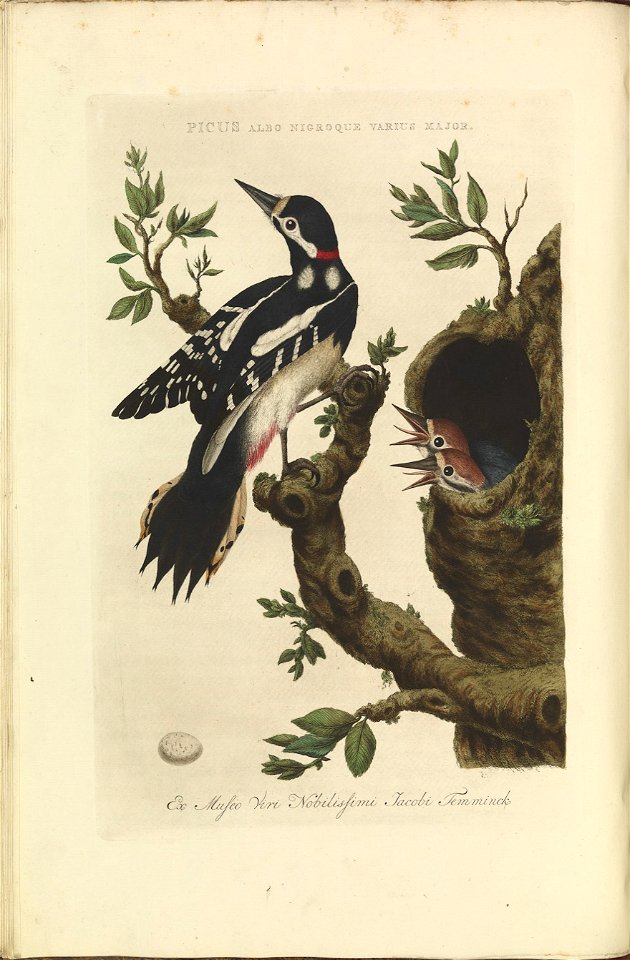 Nederlandsche vogelen (KB) - Dendrocopos major (040b)