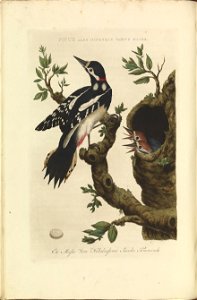 Nederlandsche vogelen (KB) - Dendrocopos major (040b)