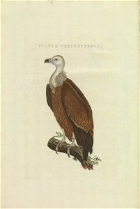 Nederlandsche vogelen (KB) - Gyps fulvus (korteinhoud008)