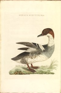 Nederlandsche vogelen (KB) - Mergellus albellus (ivb)