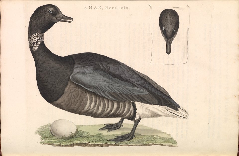 Nederlandsche vogelen (KB) - Branta bernicla (188b)
