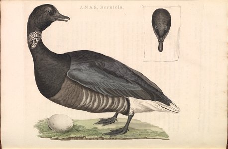 Nederlandsche vogelen (KB) - Branta bernicla (188b)
