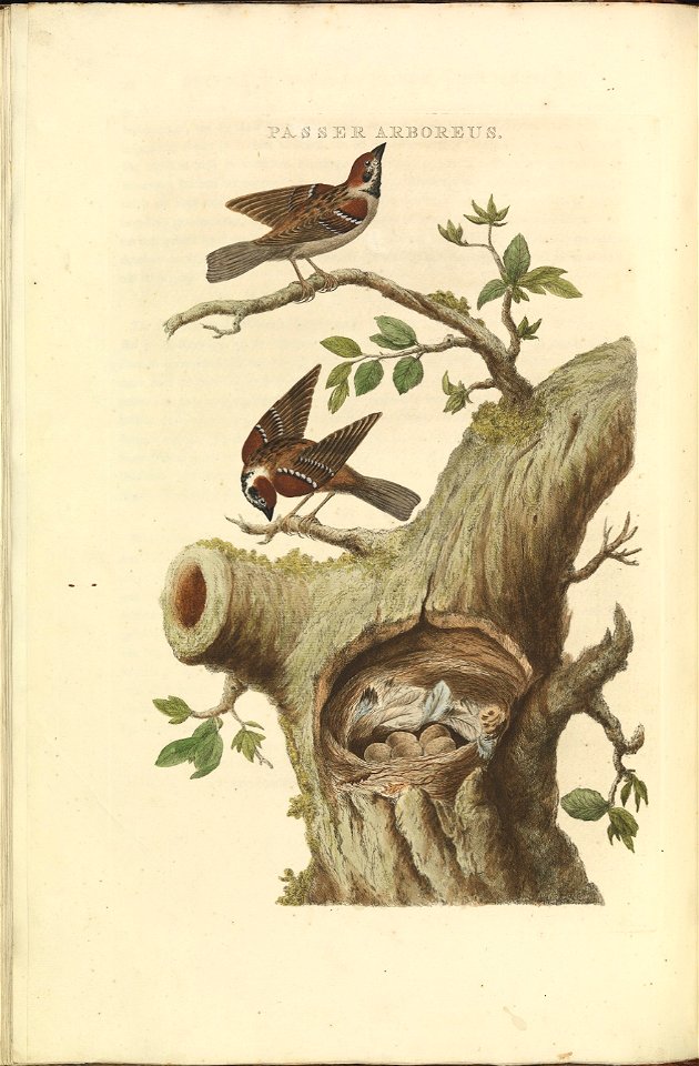 Nederlandsche vogelen (KB) - Passer montanus (078b)
